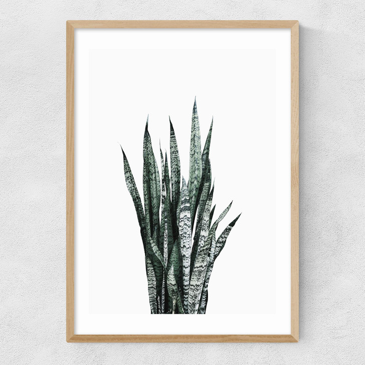 Succulent Set 1