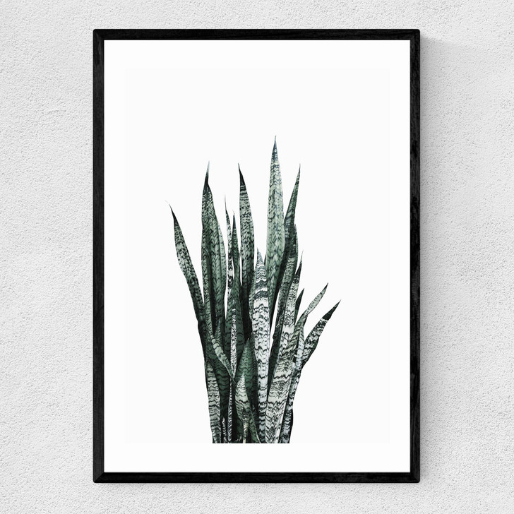 Succulent Set 1