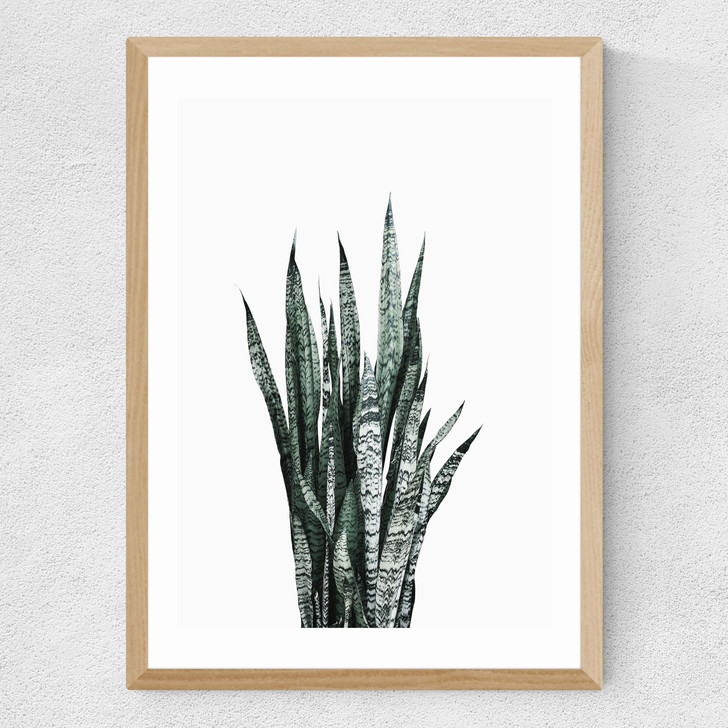 Succulent Set 1 Medium Oak Frame