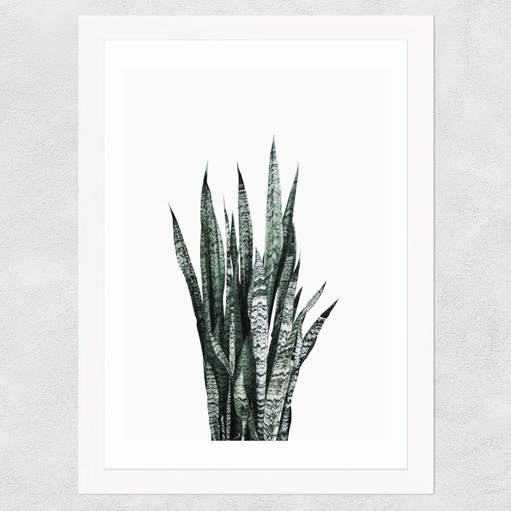 Succulent Set 1