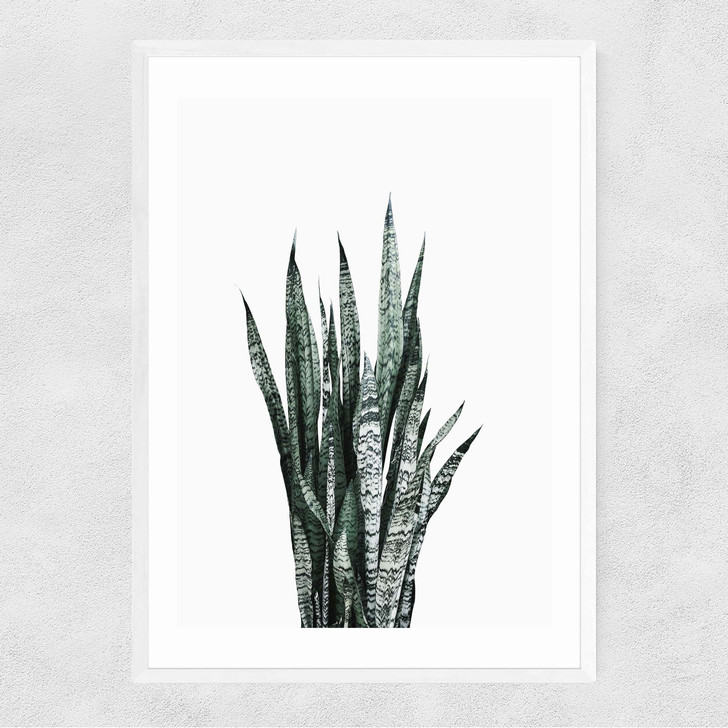 Succulent Set 1