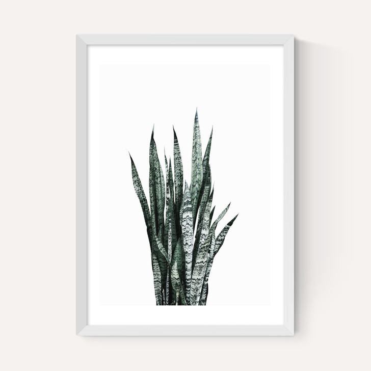 Succulent Set 1