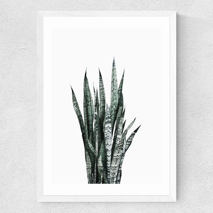 Succulent Set 1