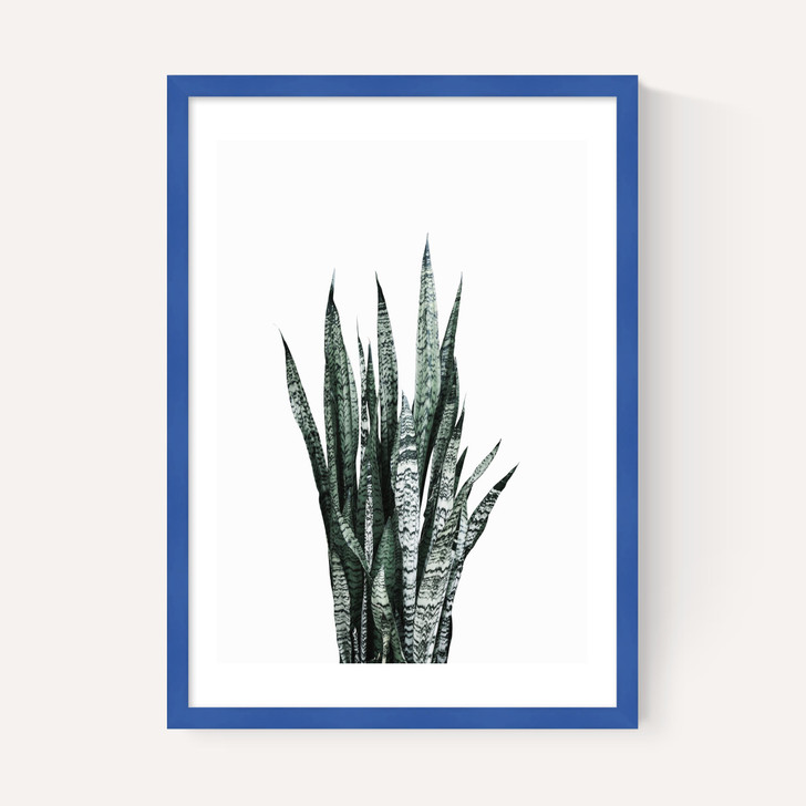 Succulent Set 1