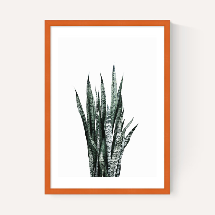 Succulent Set 1
