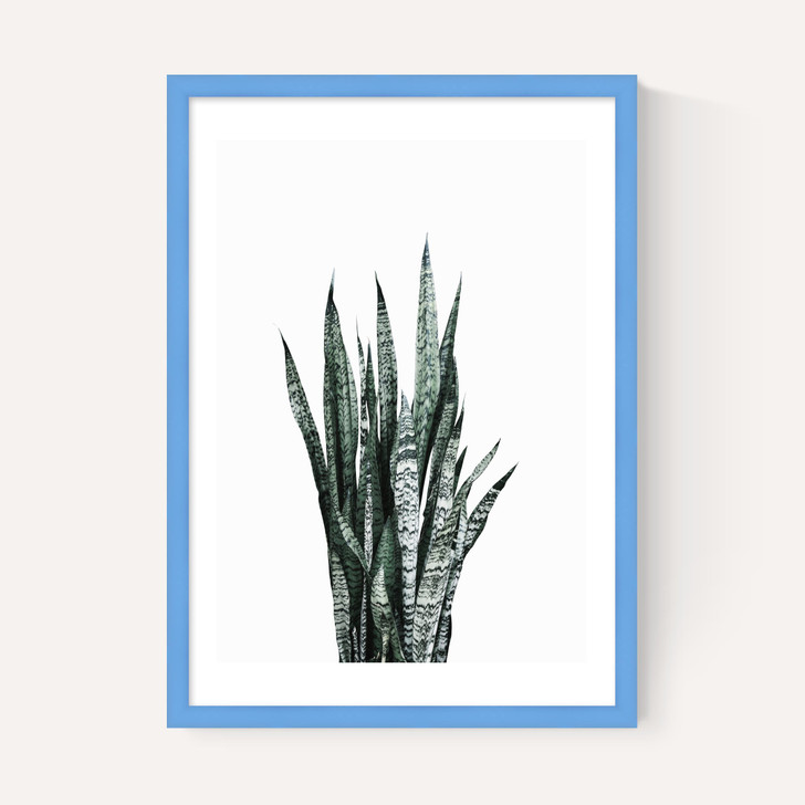 Succulent Set 1