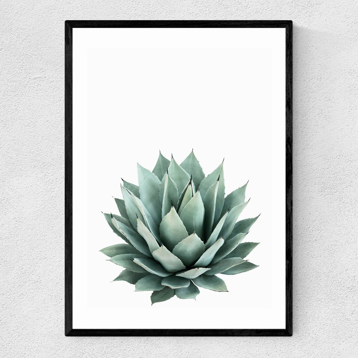 Succulent Set 2 Narrow Black Frame