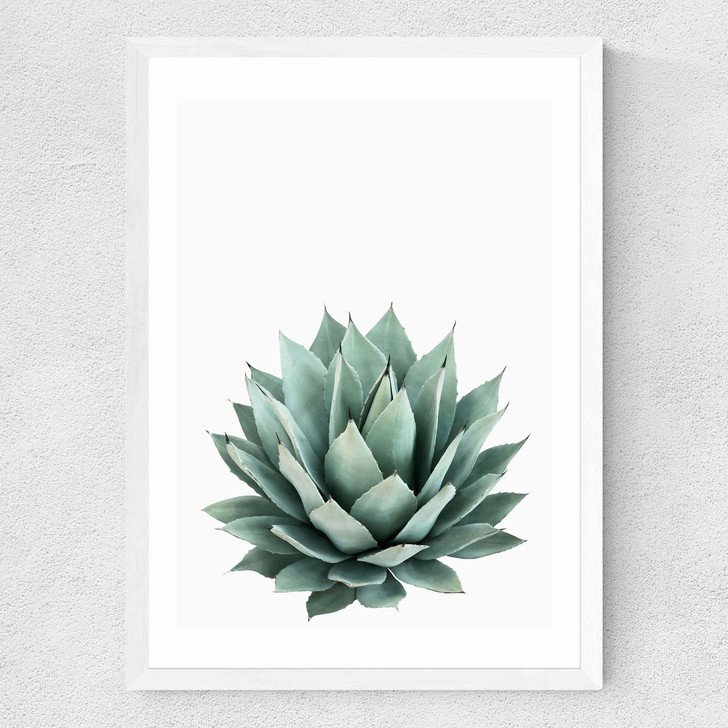 Succulent Set 2 Medium White Frame