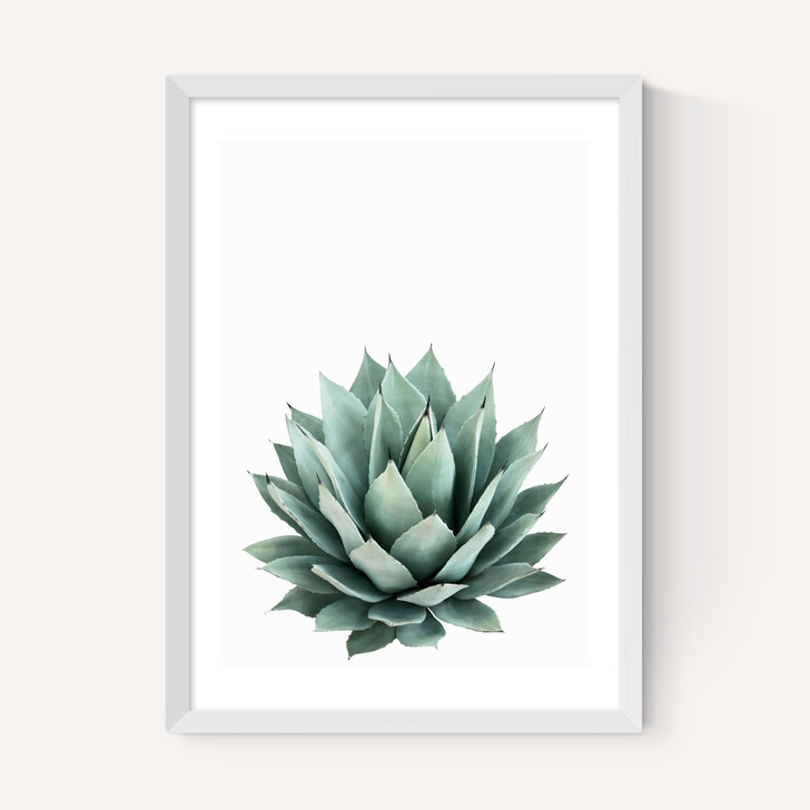 Succulent Set 2