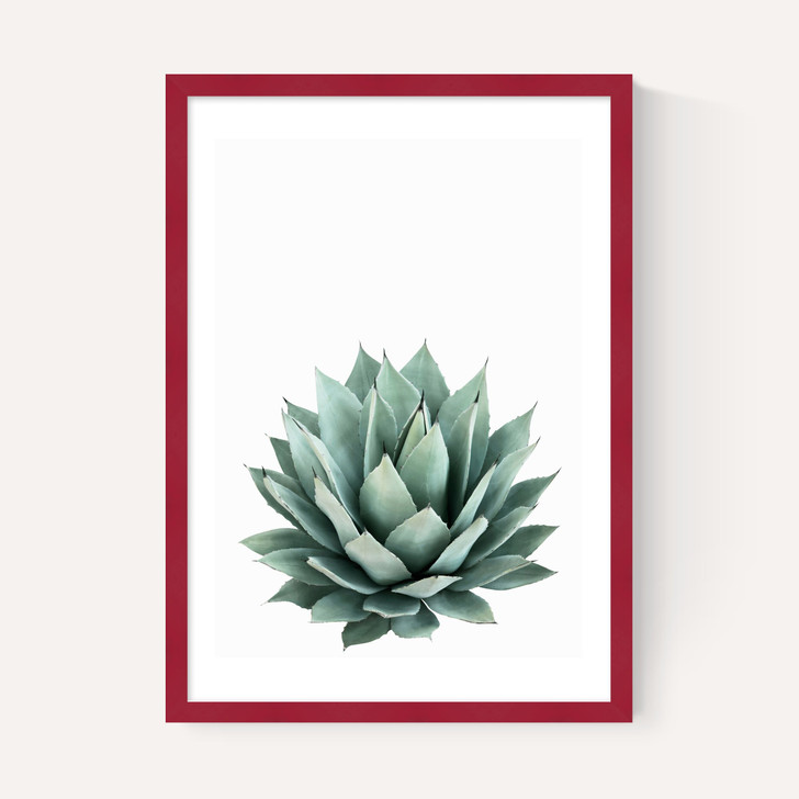 Succulent Set 2