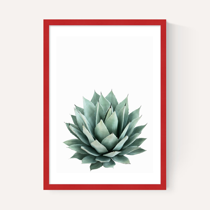 Succulent Set 2