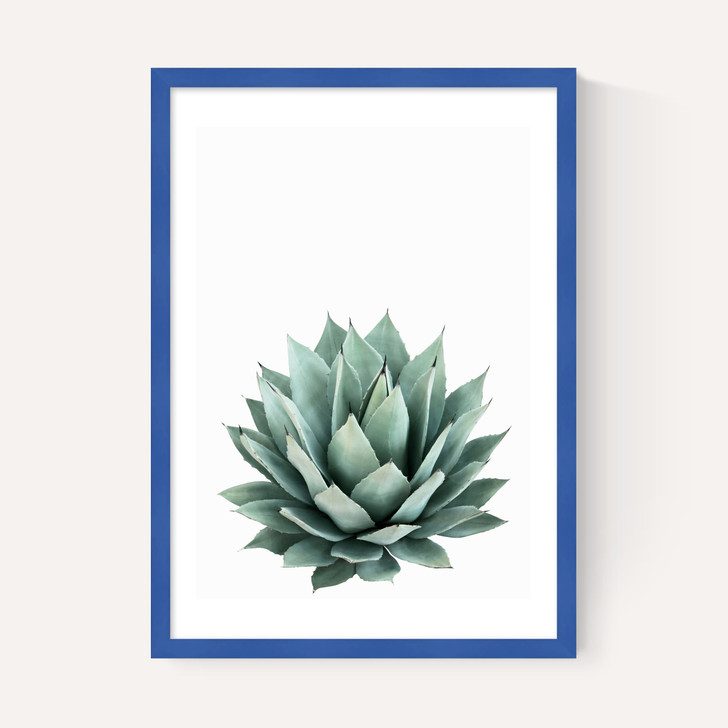 Succulent Set 2