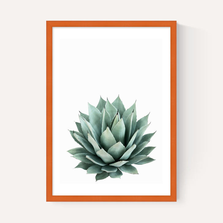 Succulent Set 2