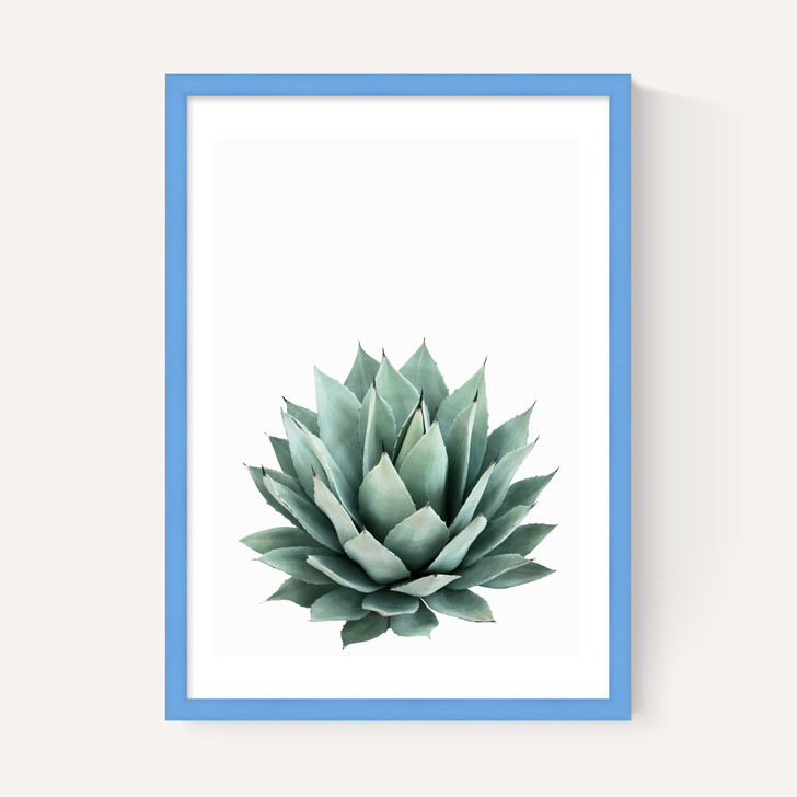 Succulent Set 2