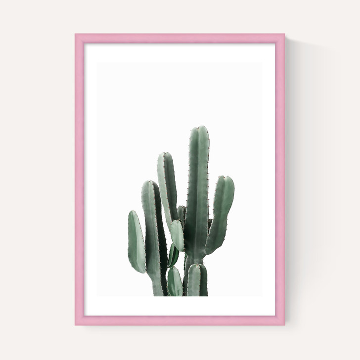 Succulent Set 3