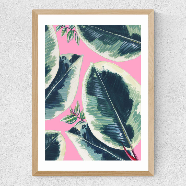 Rubber Plant Medium Oak Frame Rubber Plant Medium Oak Frame