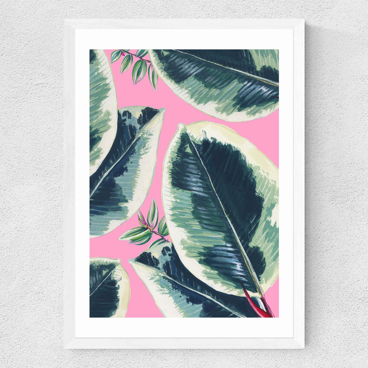 Rubber Plant Medium White Frame Rubber Plant Medium White Frame