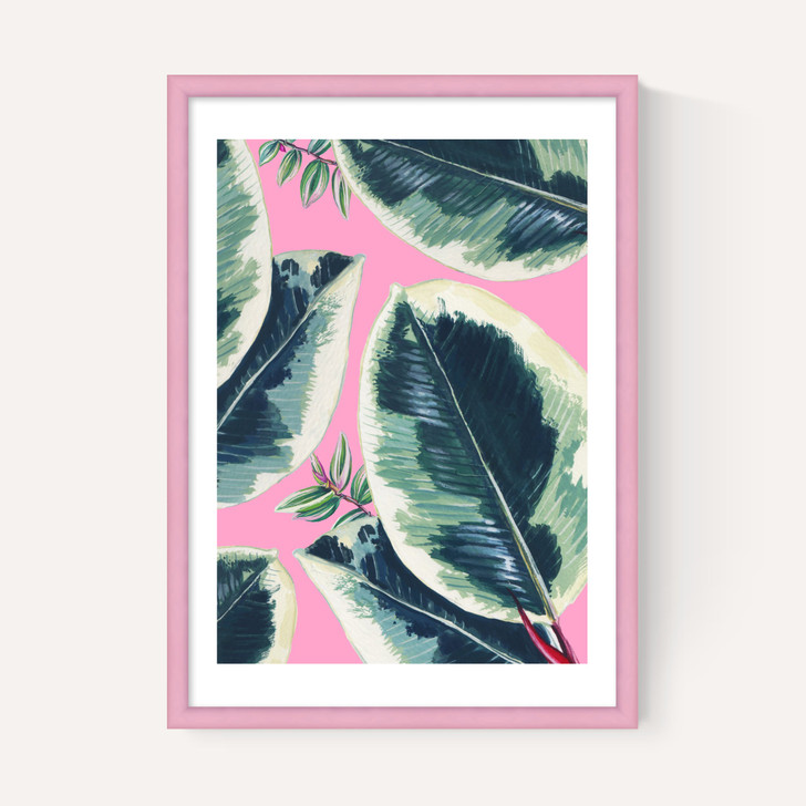 Rubber Plant