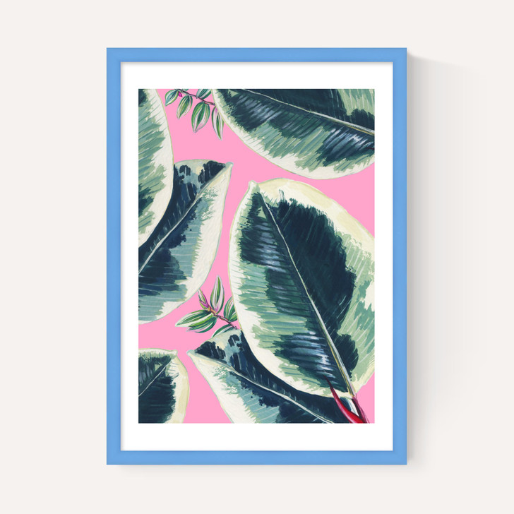 Rubber Plant