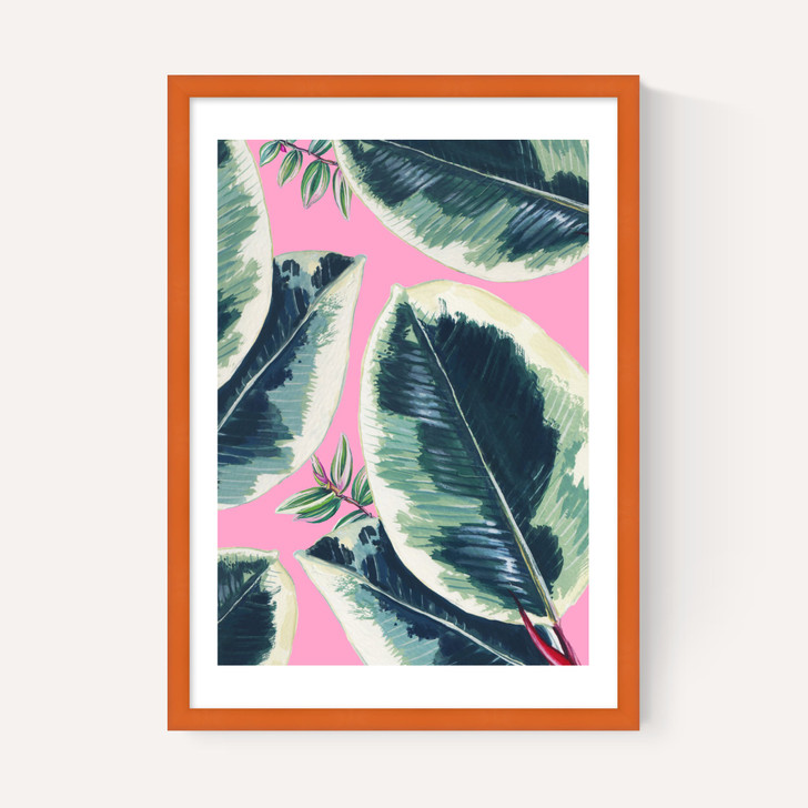 Rubber Plant