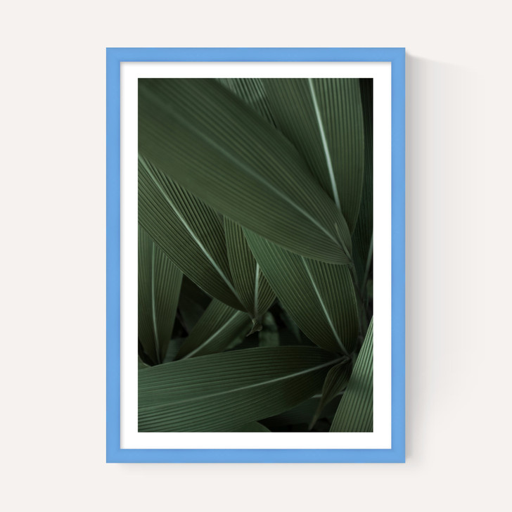 Minimal Plants
