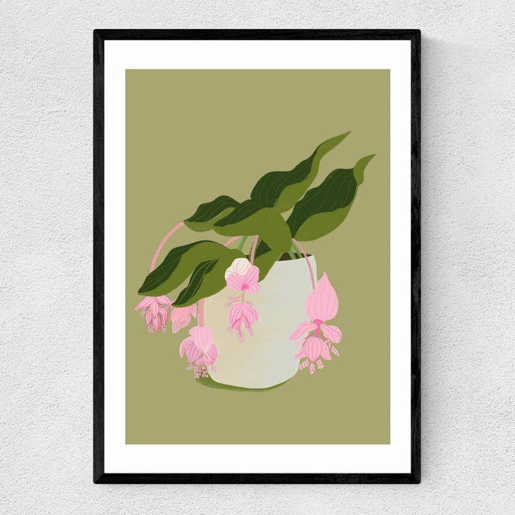 My Medinilla Magnifica Narrow Black Frame My Medinilla Magnifica Narrow Black Frame