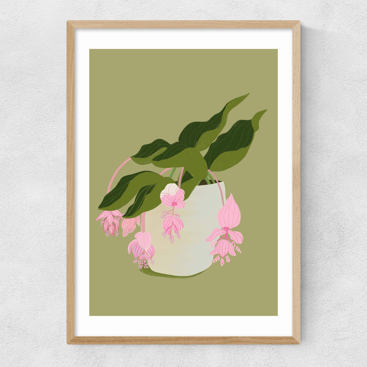 My Medinilla Magnifica Narrow Oak Frame My Medinilla Magnifica Narrow Oak Frame