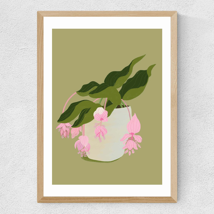 My Medinilla Magnifica Medium Oak Frame My Medinilla Magnifica Medium Oak Frame