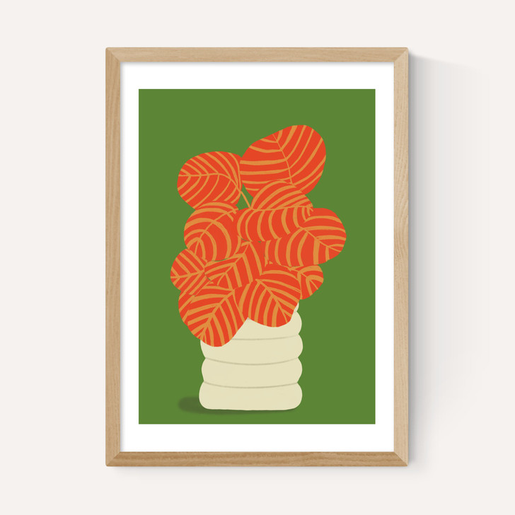 Reimagined Calathea