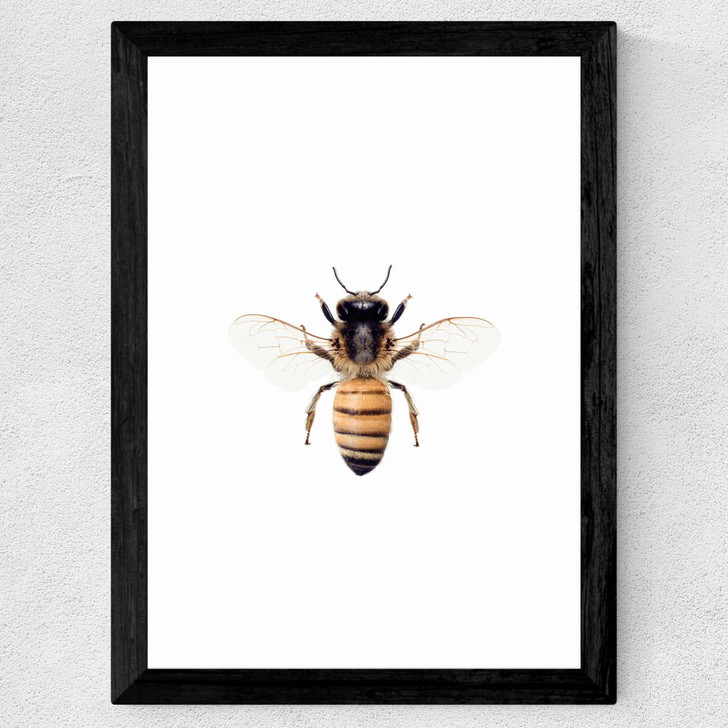Bee by Sisi and Seb Wide Black Frame Bee by Sisi and Seb Wide Black Frame