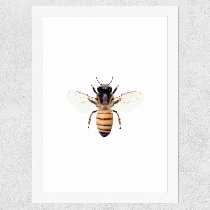 Bee by Sisi and Seb Wide White Frame Bee by Sisi and Seb Wide White Frame