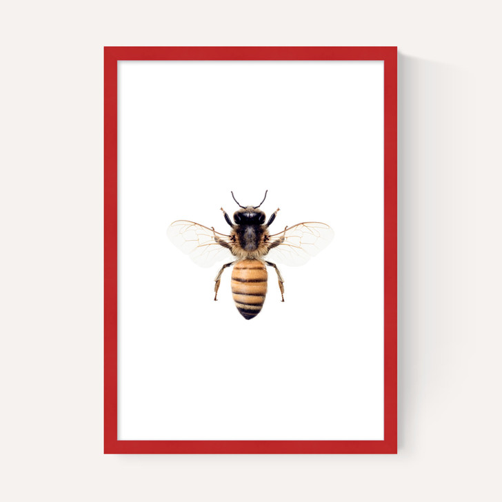 Bee by Sisi and Seb