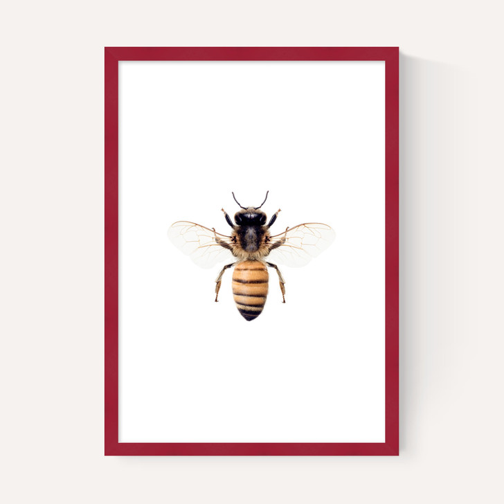Bee by Sisi and Seb
