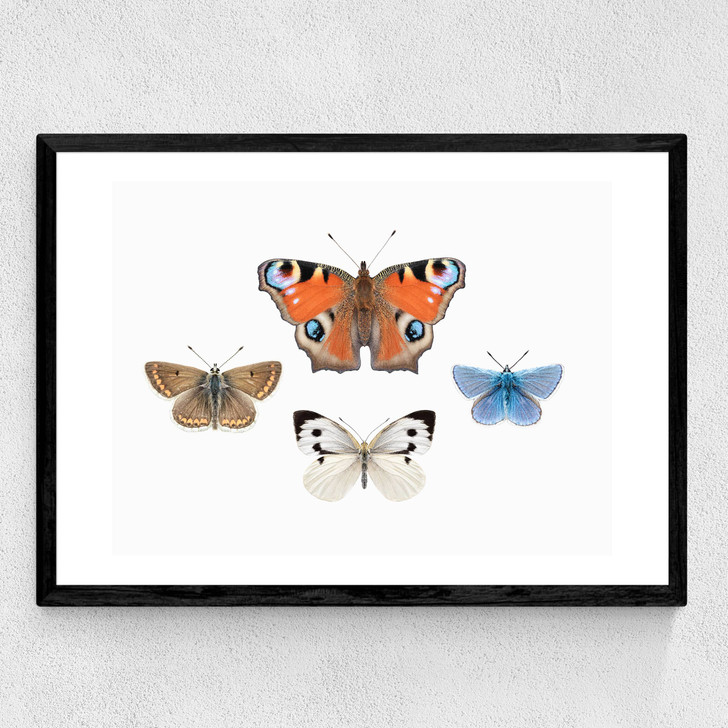 British Butterflies Medium Black Frame British Butterflies Medium Black Frame