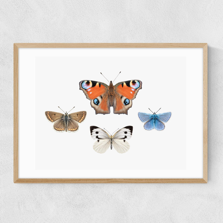 British Butterflies Narrow Oak Frame British Butterflies Narrow Oak Frame