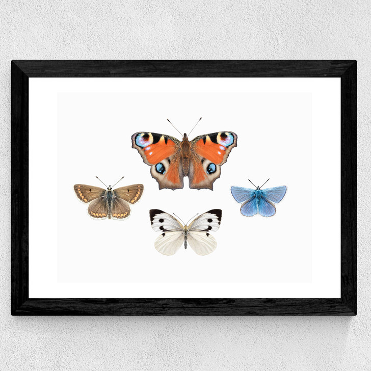 British Butterflies Wide Black Frame