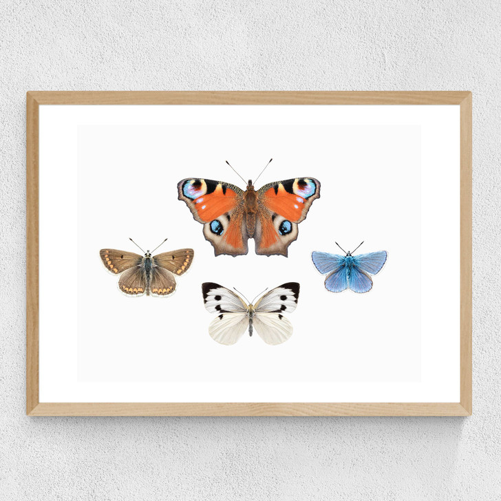 British Butterflies Medium Oak Frame