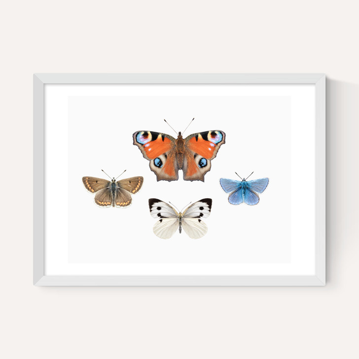British Butterflies