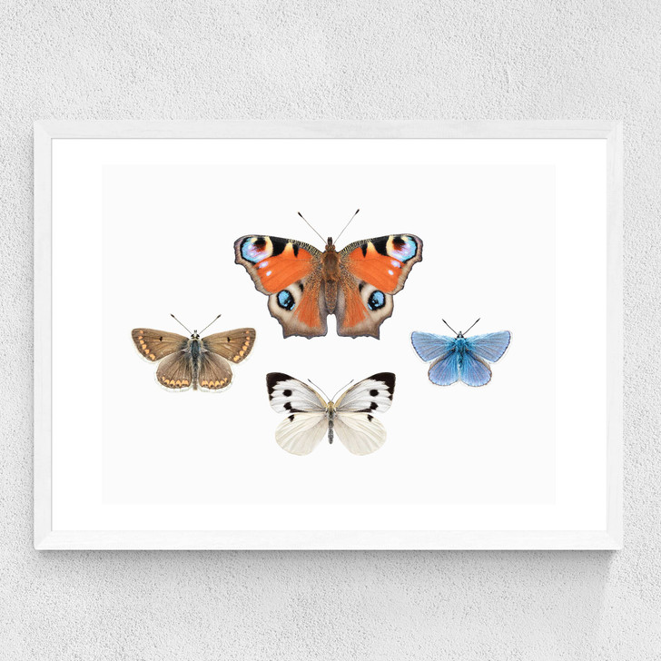 British Butterflies