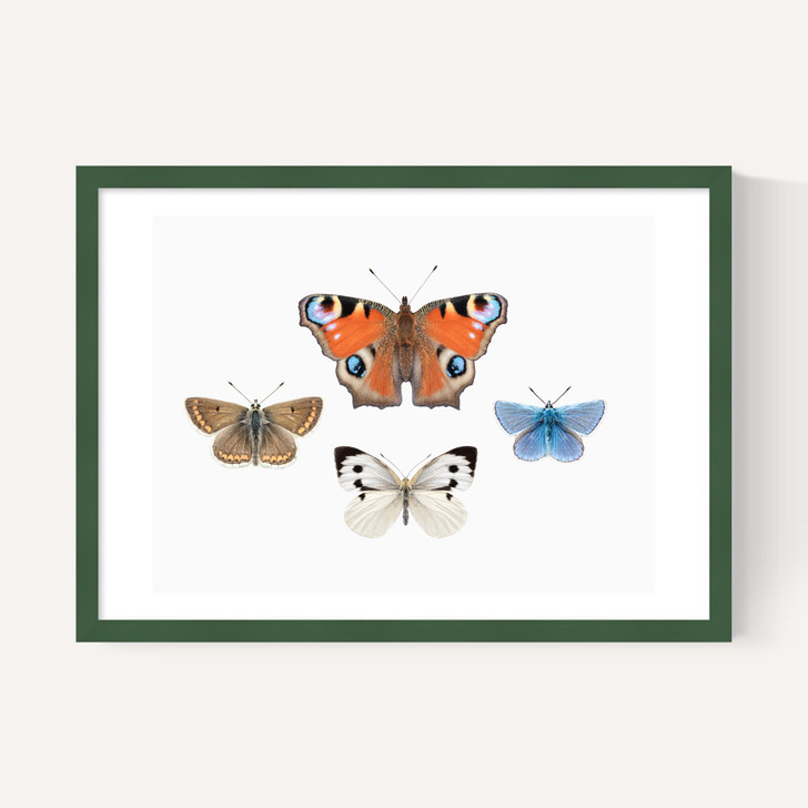 British Butterflies