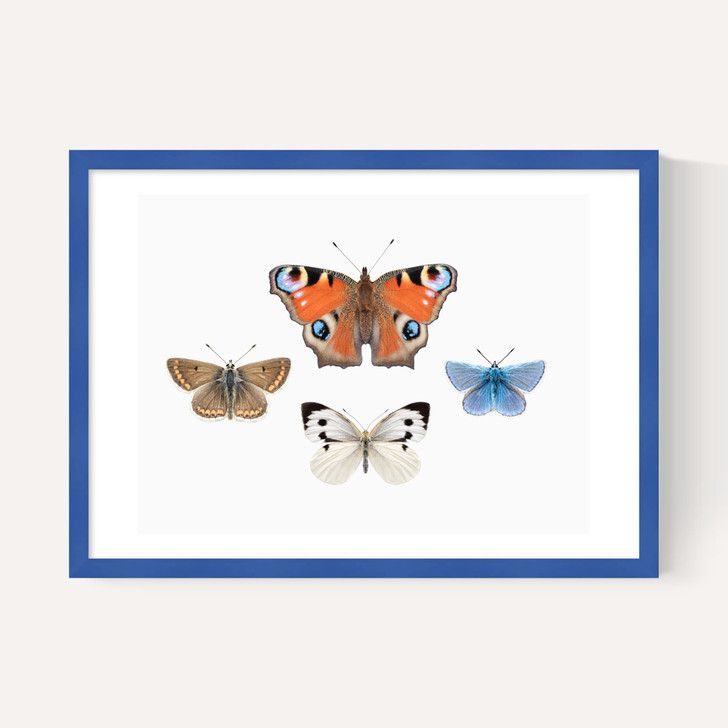 British Butterflies
