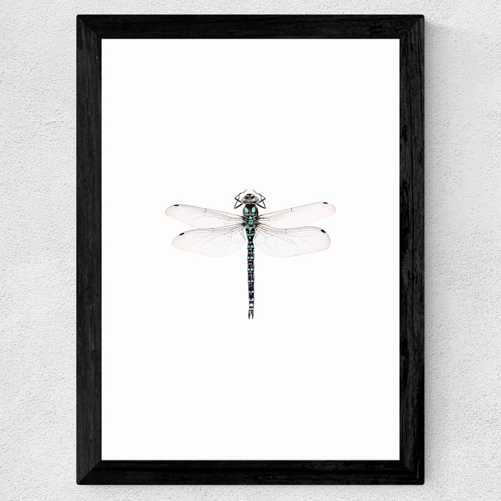 Dragonfly Wide Black Frame