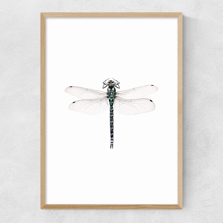 Dragonfly Narrow Oak Frame