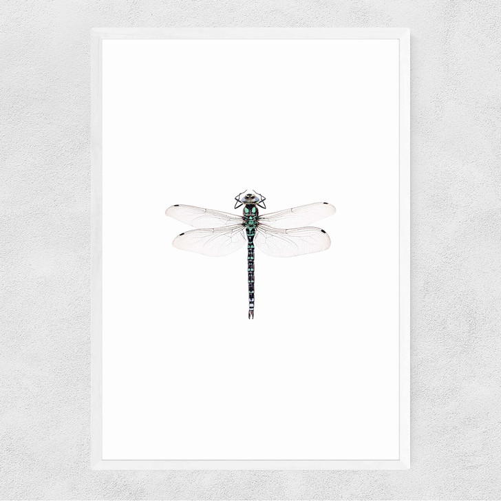Dragonfly Narrow White Frame