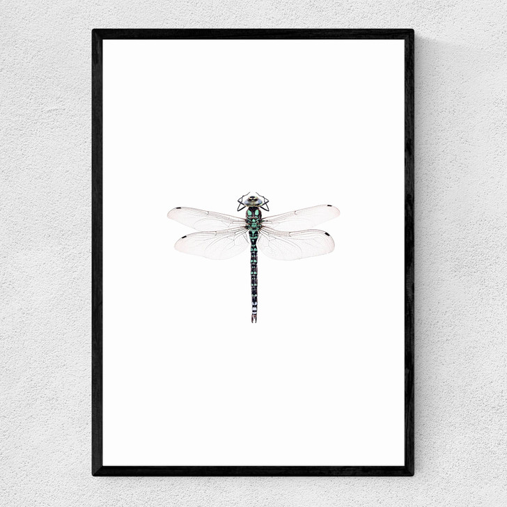 Dragonfly Narrow Black Frame