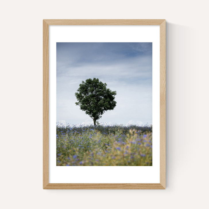 Summer Meadow