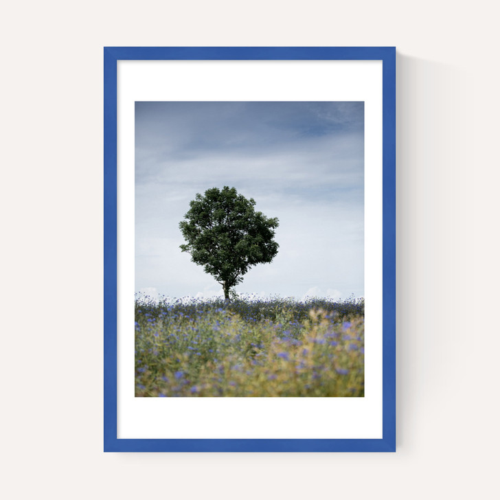 Summer Meadow