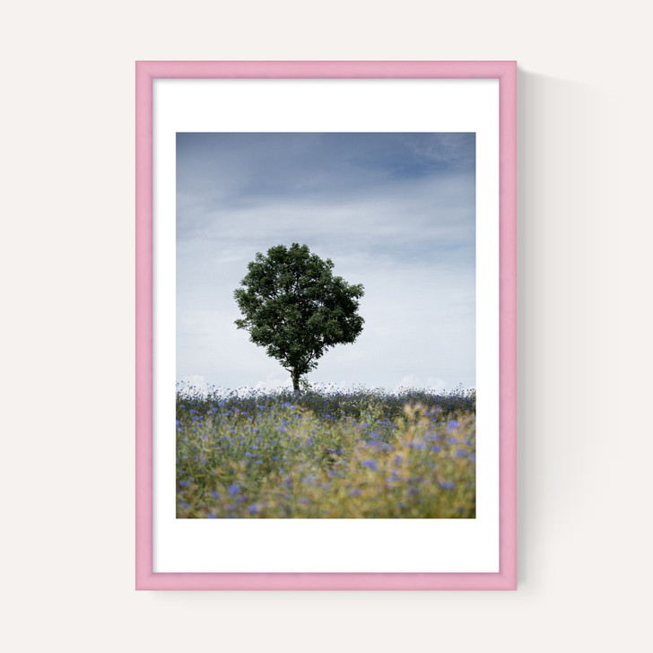 Summer Meadow