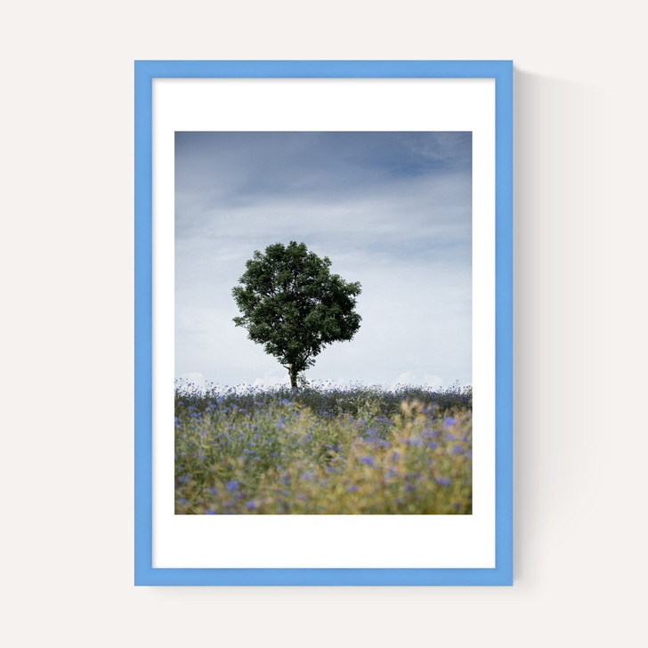 Summer Meadow