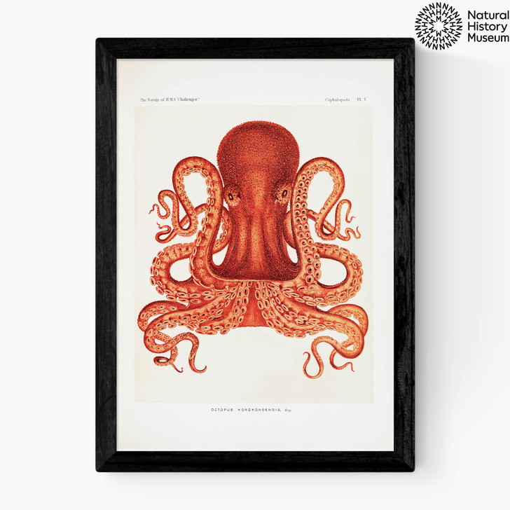 Vintage Octopus Medium Black Frame Vintage Octopus Medium Black Frame